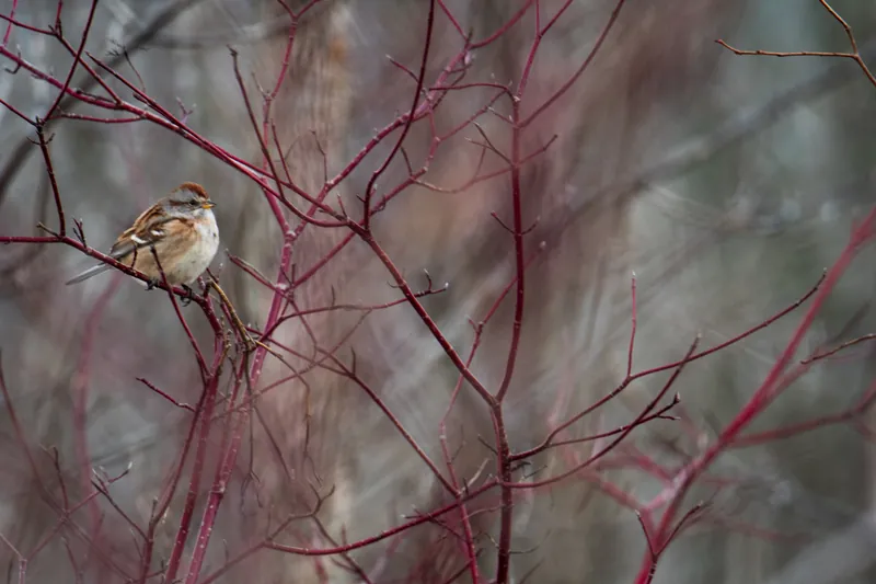 Chipping sparrow, dogwood, Ulao Creek, Wisconsin. 2019.